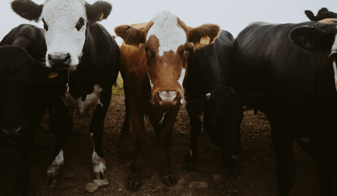 Animal Farming