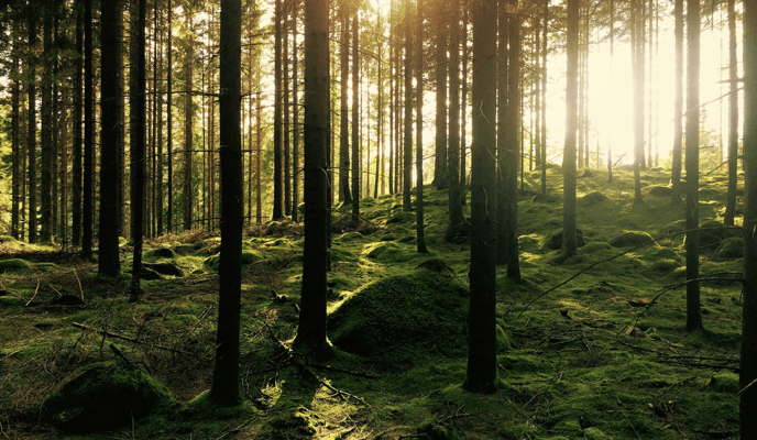 Forestry Applications