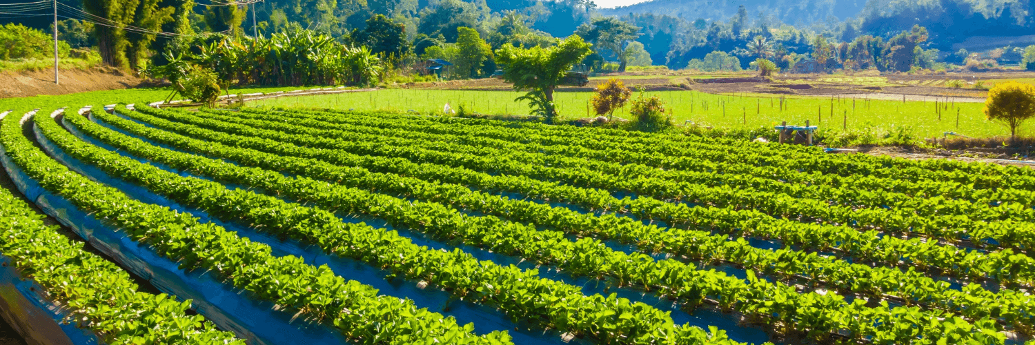 Agricultural Application