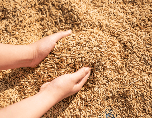 Rice Field Case Study